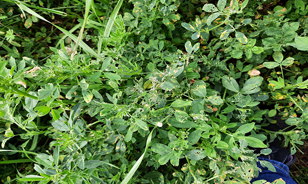 Insect Pests of Alfalfa in the Southeastern United States