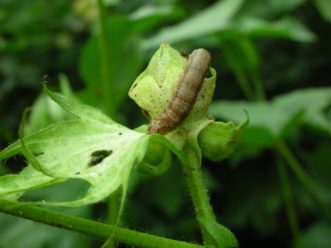 A fall armyworm larvae on a plant.