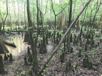 A picture of a bald cypress swamp with tall skinny trees, and lots of dome-shaped cypress knees emerging from the swamp floor.