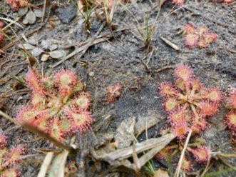 Sundews on the ground, a small reddish and yellow plant growing just above the ground with glistening water droplets on the ends of spikey flowers.