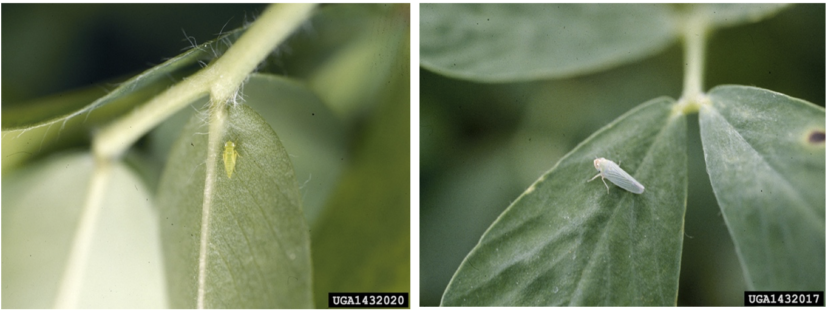 A potato leafhopper nymph on a leaf on the left, and an adult potato leafhopper on a leaf on the right.