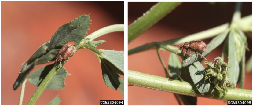 Adult alfalfa weevils on plant stalks.