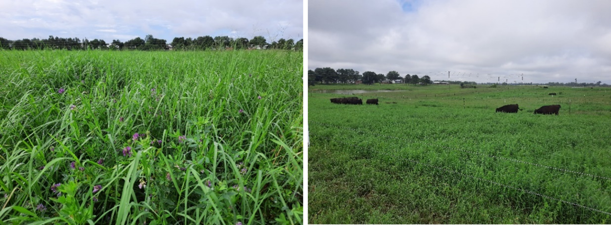 Figure 3. Alfalfa-bermudagrass mixture stand (left) managed under grazing (right). Image credit: Liliane Silva, CUCES.