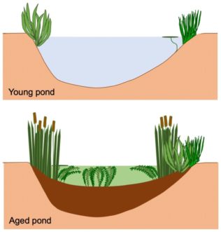 A cross section of a young pond with no sediment and limited plants vs an older pond with sediment accumulation and abundant algae and plant growth.