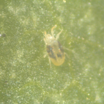 Phytophagous Mites and Their Management on Ornamental Plants