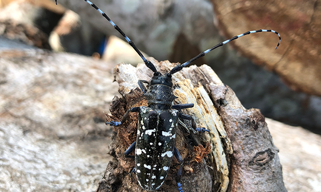 Asian Longhorned Beetle Biology and Management in South Carolina