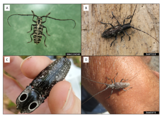 A black and yellowish cottonwood borer, a mostly black white-spotted pine sawyer on a tree, fingers holding an eastern eyed click beetle with two large eyespots visible, and a gray northeastern sawyer beetle on a person's wrist.