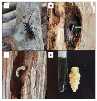 Large black and white ALB adult on a tree, small brown ALB egg on a tree, visible after bark was removed, white bumpy ALB larva in a split open tree, yellowish ALB pupa next to a marker cap. 