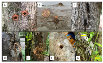 Small pits with black middle chewed by adult ALB on a tree, penny on a tree branch next to a pit, black sap leaking down a tree trunk, two trees with wood shavings hanging off, round hole in a tree from adult ALB emergence, ALB adult feeding on branch shoots.