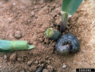 A black cutworm larva next to a broken corn plant on the ground.