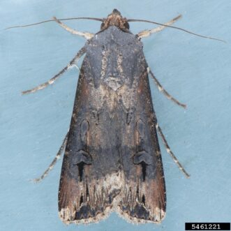 A black cutworm moth.