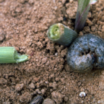 Identification and Management Strategies for Cutworms as Pests in Field Corn