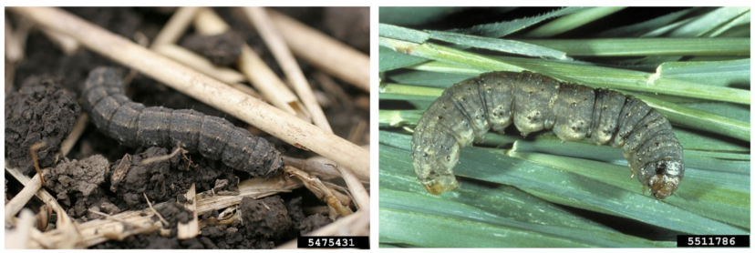 Two pictures of black cutworm larva on sticks and grass.