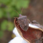 Stink Bugs as Pests of Cotton