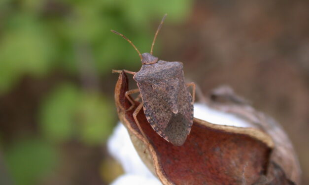 Stink Bugs as Pests of Cotton