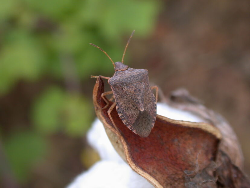 Two Stink Bugs – Field Station