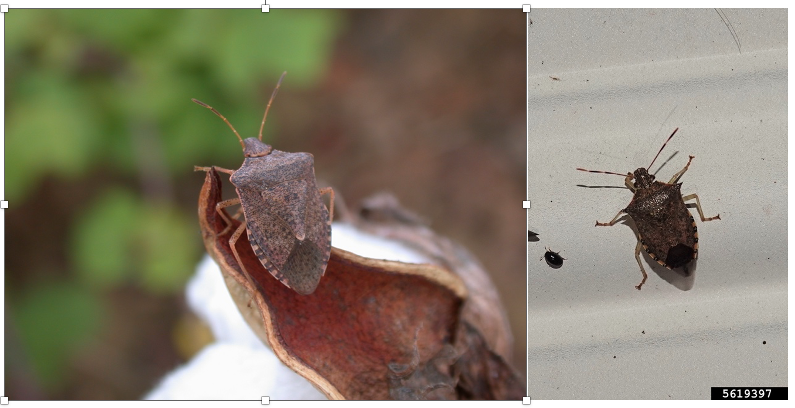 Adult brown stink bug and spiked soldier bug next to each other.