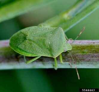 Adult green stink bug on a stalk.