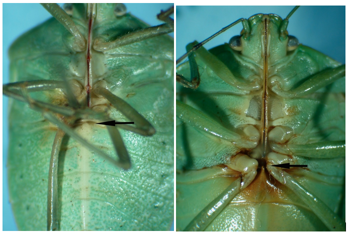 Undersides of southern green stink bug and green stink bug.