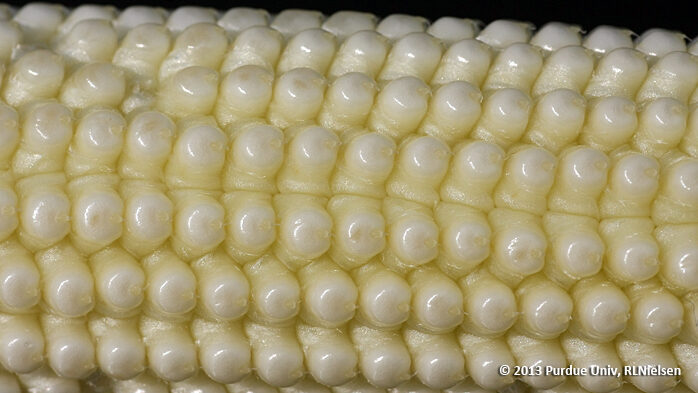 Close-up of a developing kernels with a blistered appearance.