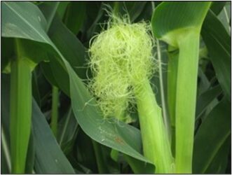Corn plant at R1 growth stage, when silks are present.