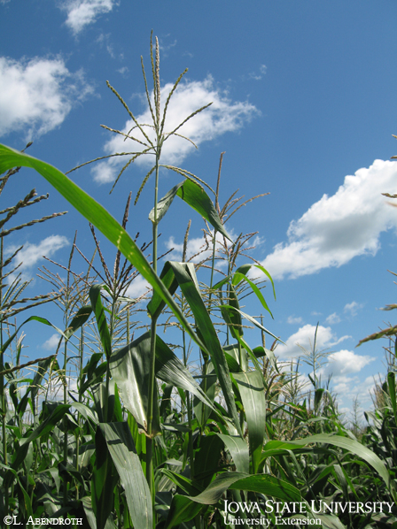 Corn plant at tassel growth stage, VT.