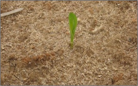 Corn plant emerging from soil. VE growth stage.