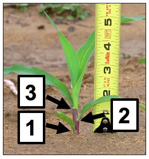 Corn plant with three leaves and leaf collars.