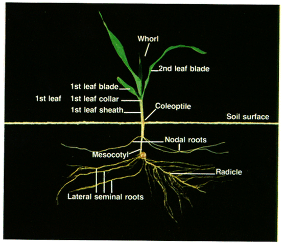 Description of a corn plant during early development.