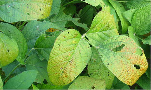 Identifying and Managing Foliar Fungal Diseases of Soybean