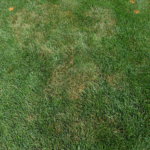 Limitations and Adoption Strategies for Biological Management of Turfgrass Pathogens