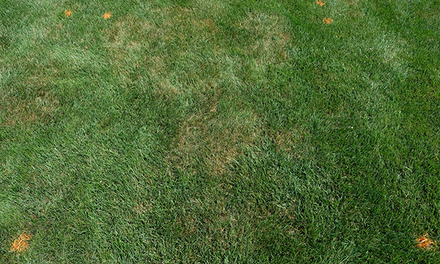 Limitations and Adoption Strategies for Biological Management of Turfgrass Pathogens