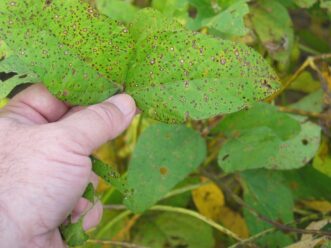 Frogeye leaf spot lesions covering the upper surface of two soybean leaves. Lesions are mature with tan centers that have started to fall out.