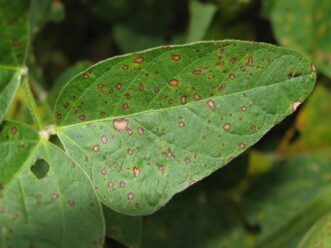 Frogeye leaf spot lesions on the upper surface of one soybean leaf. Lesions have a dark colored edge and light tan colored center.