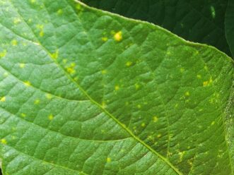 One soybean leaf exhibiting small yellow lesions on the upper leaf surface. 