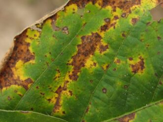 One soybean leaf with Brown Spot. Lesions on the leaf have coalesced into large lesions with dark brown center and leaf tissue around the lesions has turned yellow.