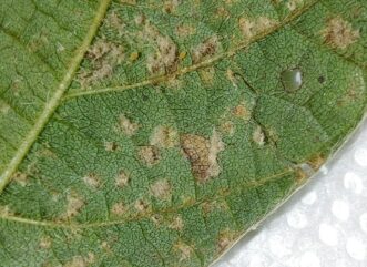 One soybean leaf with tufts of fungal growth from Downy mildew. The fungal growth is on the bottom of the leaf surface.