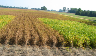 Photo of soybean research plots that were treated with a foliar fungicide. In the treated plots soybean plants are maintaining green leaves. In the non-treated plots Asian soybean rust has caused premature defoliation.