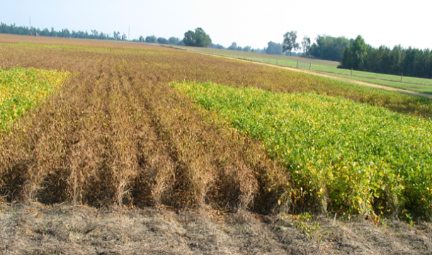 Identifying And Managing Foliar Fungal Diseases Of Soybean | Land-Grant ...