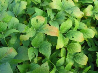 Soybean leaves in the upper canopy. Leaves have a reddish-purple color. The leaves appear to be leathery.