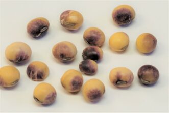 Soybean seed exhibiting purple stains from Cercospora leaf blight fungus.