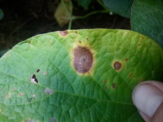 Soybean with two Target spot lesions. The lesions are dark brown with a yellow halo. 