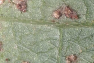Underside of soybean leaf with multiple Asian Soybean Rust pustules. Pustules are dark brown color and are exuding light tan colored spores.