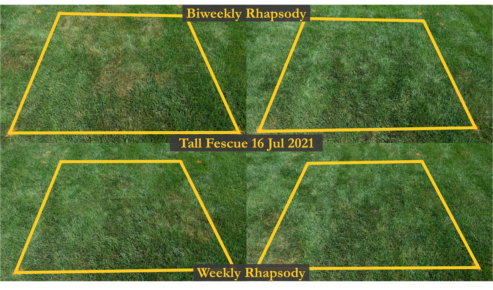 Variation in the efficacy of biological control organisms in a field trial evaluating the efficacy of biological control organisms against brown patch in a tall fescue home lawn at the peak of disease severity. Images are of high disease severity (left), low disease severity (right), biweekly biological control organism applications (top), and weekly biological control organism applications (bottom). All images were taken on 16 July 2021.