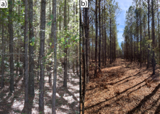 A picture consisting of two parts. One half of the picture shows an unthinned pine stand and the second half shows the same pine stand after a thinning with the picture also showing a long skid trail.