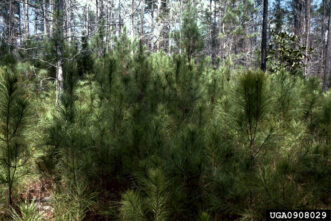 A picture that shows a dense pine understory resulting from natural regeneration.