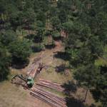 Managing Pine Trees with a Thinning
