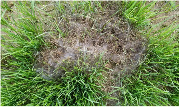 Soil Salinity and its Effects on Turfgrass Pests