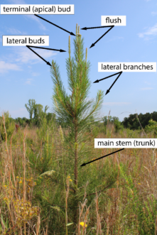 Picture of a pine sapling that identifies different physiological parts of the seedling such as later branches, main stem, lateral and terminal buds, and flush.