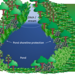 Plants for Livestock Pond Buffers